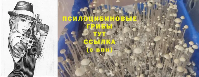 Галлюциногенные грибы Psilocybine cubensis  Рыбное 